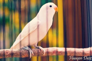 Jenis Burung Lovebird albino