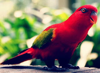 Red-lovebird atau Lovebird Merah