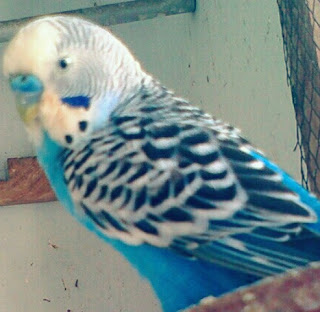 Jenis Lovebird Cobalt/Lovebird Biru