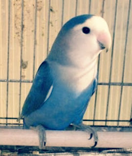 Lovebird Parblue