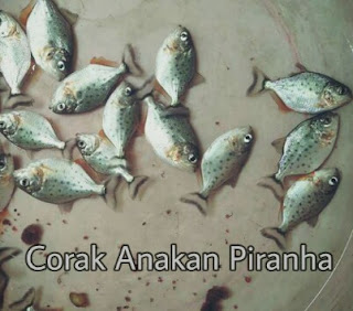 Perbedaan Ikan Piranha dan Bawal