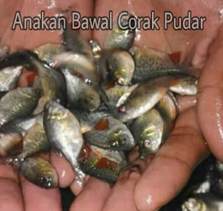 Perbedaan Ikan Piranha dan Bawal