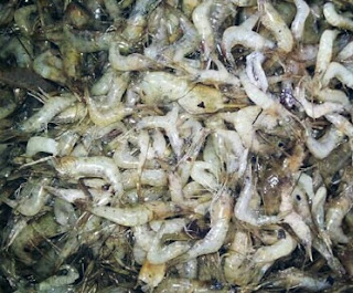 Umpan Ikan Mas Paling Jitu Tanpa Kroto