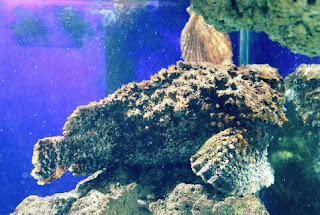 Stone Fish Ikan Mirip Karang yang memiliki racun Mematikan 
