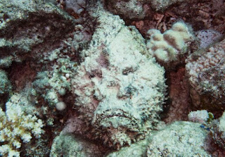 Stone Fish Ikan Mirip Karang yang memiliki racun Mematikan 