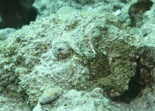 Stone Fish Ikan Mirip Karang yang memiliki racun Mematikan 