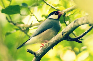 Jenis Burung Kicau Lengkap Dengan Foto dan Namanya