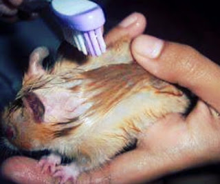 Cara Memandikan Hamster Dengan Pasir dan Bedak Bayi