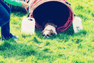 Cara Merawat Anjing Shih Tzu Yang Baik Agar Tetap Imut dan Sehat