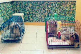 Cara Merawat Anjing Shih Tzu Yang Baik Agar Tetap Imut dan Sehat