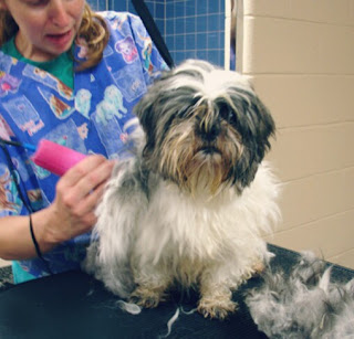 Cara Merawat Anjing Shih Tzu Yang Baik Agar Tetap Imut dan Sehat