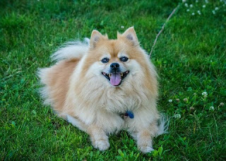 Cara Merawat Mini Pom Pomeranian Yang Benar Untuk Pemula