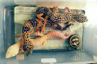 Cara Ternak Gecko yang Yang Benar Untuk Pemula