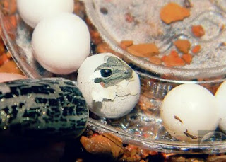 Menetaskan telur gecko