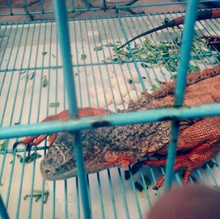 Ciri Ciri Iguana Sedang Hamil atau Gendong Telur