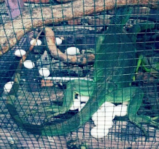 Ciri Ciri Iguana Sedang Hamil atau Gendong Telur