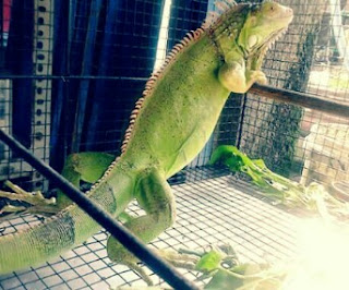 Ciri Ciri Iguana Sedang Hamil atau Gendong Telur