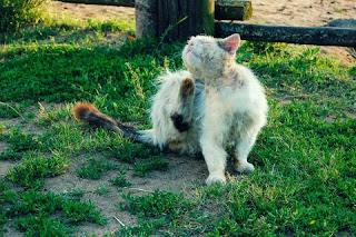 Dampak Buruk dan Pencegahan Kutu Kucing Pada Manusia