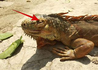 mengetahui ciri-ciri iguana sakit sebelum membeli iguana