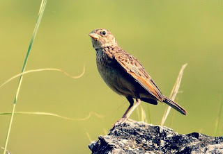 Jenis Burung Kicau Lengkap Dengan Foto dan Namanya