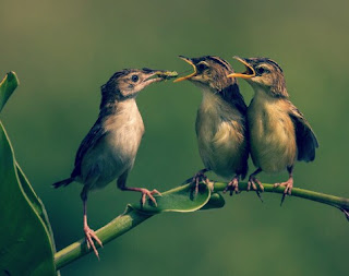 Jenis Burung Kicau Lengkap Dengan Foto dan Namanya