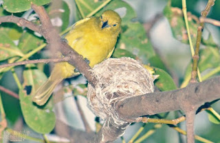 Jenis Burung Kicau Lengkap Dengan Foto dan Namanya