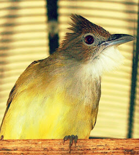 Jenis Burung Kicau Lengkap Dengan Foto dan Namanya