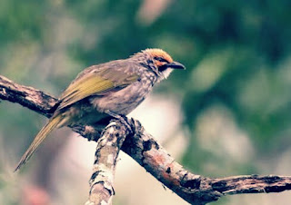 Jenis Burung Kicau Lengkap Dengan Foto dan Namanya