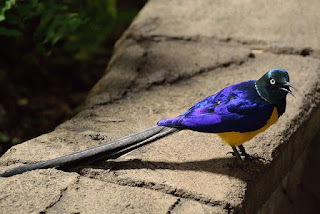 Jenis Burung Kicau Lengkap Dengan Foto dan Namanya