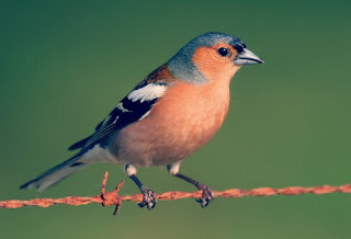 Jenis Burung Kicau Lengkap Dengan Foto dan Namanya