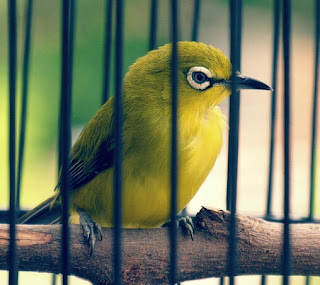 Jenis Burung Kicau Lengkap Dengan Foto dan Namanya