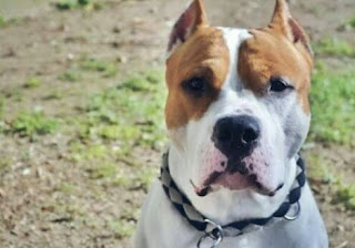 Jenis Pitbull Petarung American Stanfordsire terrier