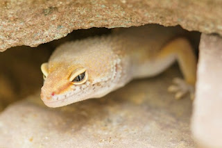 Cara Membuat Kandang Gecko