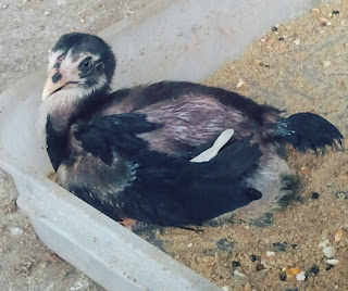 Cara Merawat Anak Ayam Bangkok Agar Cepat Besar dan Juara