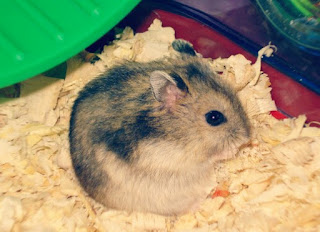 Penyebab dan Cara Mengatasi Agar Hamster Tidak Bau
