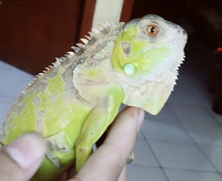 Fakta Ganti Kulit atau Sheeding Pada Iguana yang Harus Kalian Ketahui