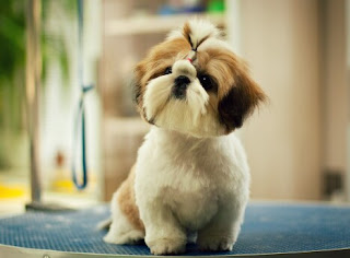 Cara Merawat Anjing Shih Tzu Yang Baik Agar Tetap Imut dan Sehat