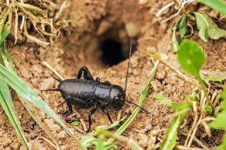 Umpan Ikan Gabus Alami dan Racikan Paling Ampuh