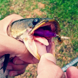 Umpan Tiruan Untuk Mancing Ikan Gabus