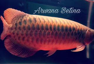 ikan Arwana betina