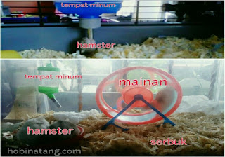 Kandang Hamster