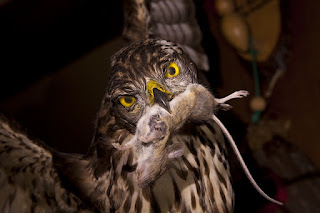 burung hantu makan