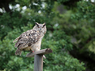 Burung hantu dj atas tenggeran