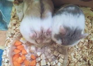 Cara Ternak Hamster yang Baik Lengkap Untuk Pemula