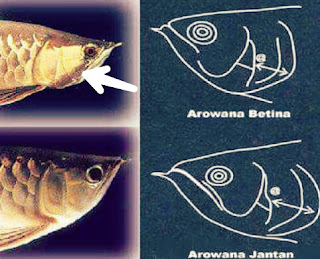 Cara Membedakan Arwana Jantan dan Betina Dengan Mudah