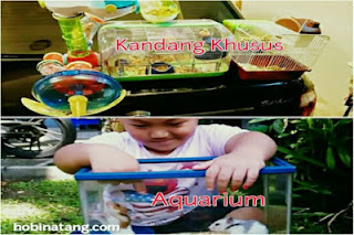 Kandang Hamster