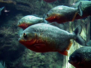 Ikan Predator Piranha Ikan Hias Air Tawar yang Bisa Dicampur