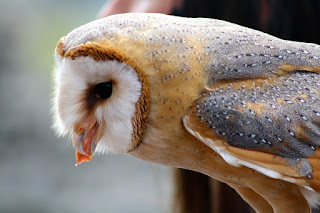 Makanan Burung Hantu barn owl