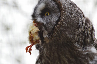 Makanan burung hantu Javan Owl