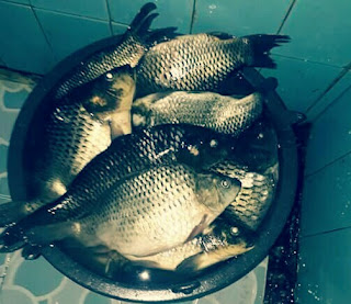 Makanan Ikan Mas